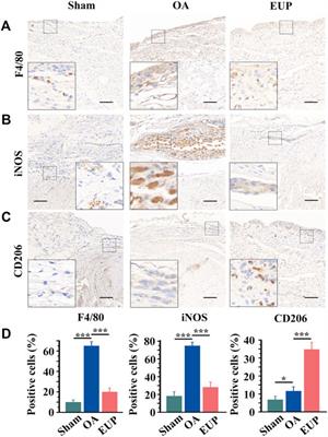 Eucommia ulmoides Polysaccharides Attenuate Rabbit Osteoarthritis by Regulating the Function of Macrophages